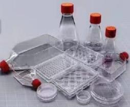 BM Life Science，Dish/Flask/Plate For Cell Culture
